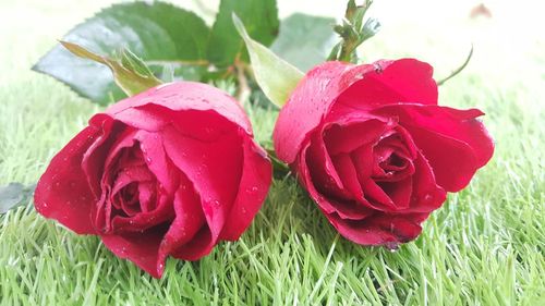 Close-up of red rose in field