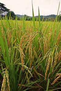 Close-up of crops growing on field against sky