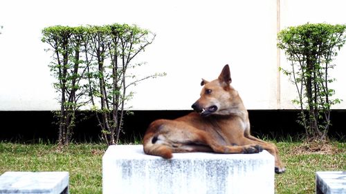 Dog sitting on grass