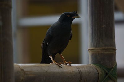 Close-up of bird perching on wooden post