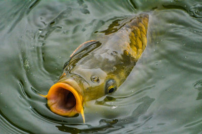 High angle view of fish swimming in lake