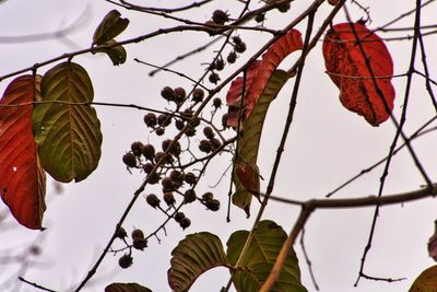 Low angle view of leaves hanging on tree against sky