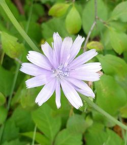 Close-up of flower blooming outdoors