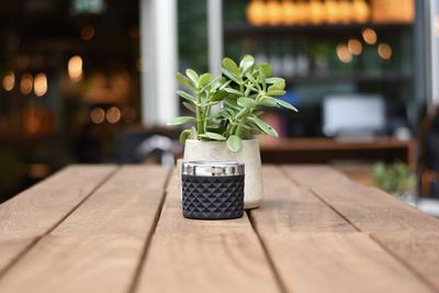 Close-up of potted plant on table