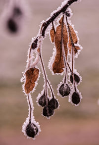 Close-up of frozen plant