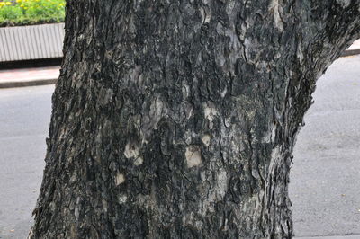 Close-up of tree trunk