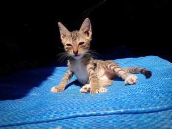 Portrait of cat on bed