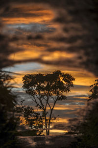 Silhouette tree against sea during sunset