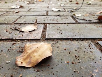 High angle view of dried leaves on footpath