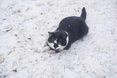 Portrait of black cat on snow covered land