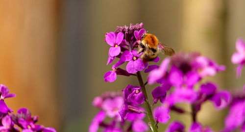 Close-up of bee on pink flowers