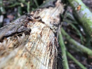 Close-up of tree trunk in forest