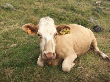 Cows on field