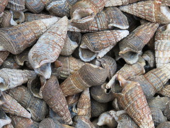 Full frame shot of seashells 