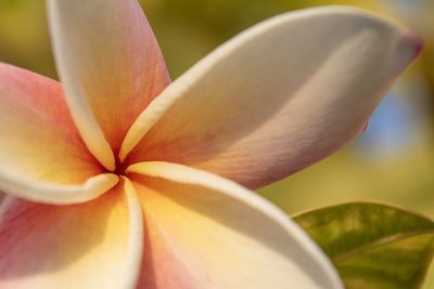 Close-up of white lily