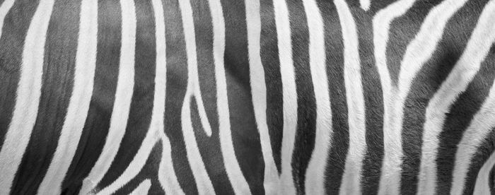 Full frame shot of zebra