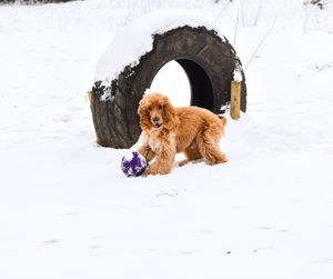 Dog on snow covered land