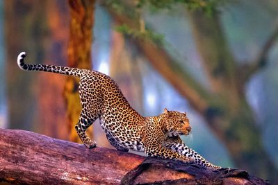 Leopard on fallen tree