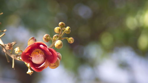 Close-up of flowering plant