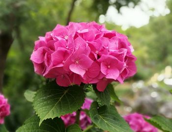 Close-up of pink flowers blooming outdoors