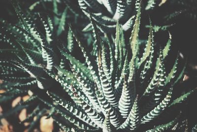 Close-up of succulent plant