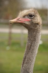 Close-up portrait of a bird