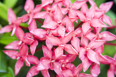 Close-up of wet pink flowers