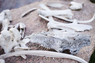 High angle view of animal skull