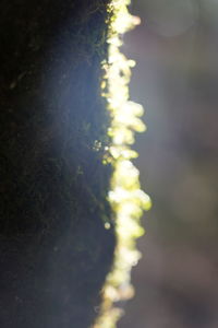 Close-up of yellow flowering plant on field