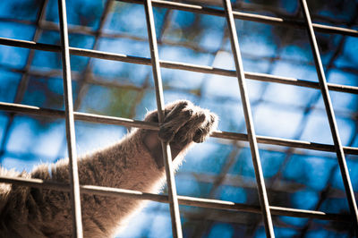 Low angle view of horse in cage at zoo