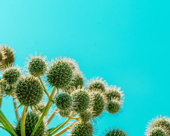 Close-up of plants growing against turquoise sky