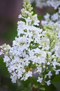 Close-up of white flowering plant