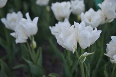 Close-up of white flowering plants on field