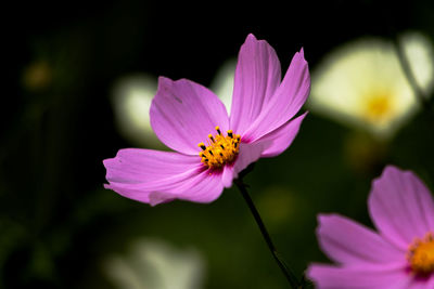 Blossoms of pink garden cosmos flowers on a blurred background