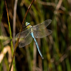 Close-up of dragonfly on leaf