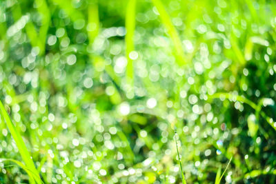 Full frame shot of wet plants