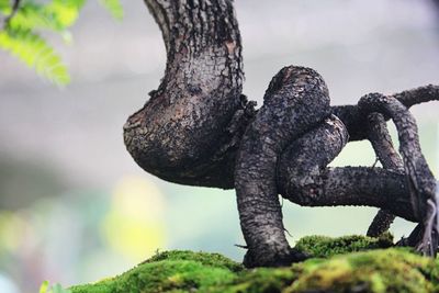 Close-up of lizard on tree