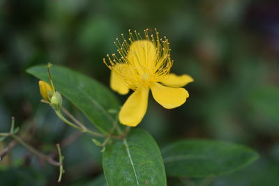 Close-up of insect on yellow flower