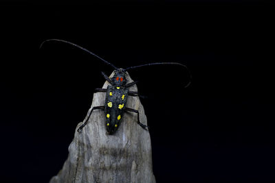 Insect on rock against black background