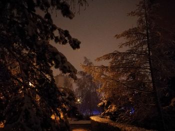 Trees against sky at night