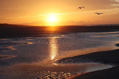 View of birds on beach at sunset