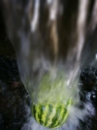 Close-up of plants against blurred background