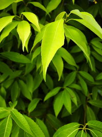 Close-up of green leaves