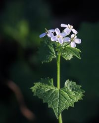 Close-up of white flowering plant