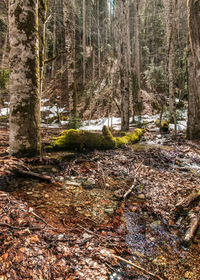 Plants and trees in forest