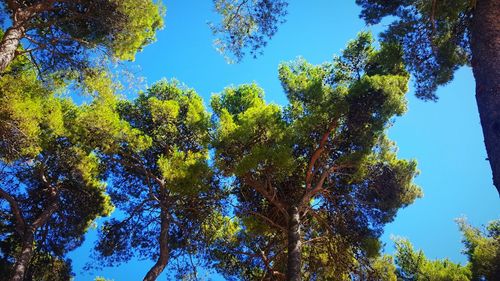 Low angle view of trees against blue sky