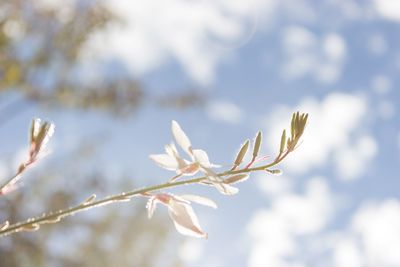 Close-up of white flowers