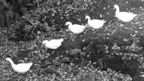 Swans and leaves