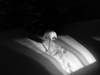 High angle view of cat on glass wall