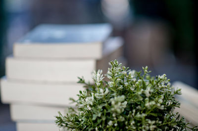 Close-up of white flower plant